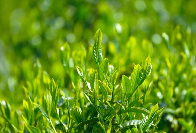 茶葉二維碼追溯標(biāo)簽 保障茶企品牌安全